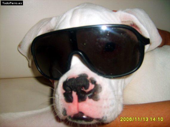 Foto del perro Jorsh