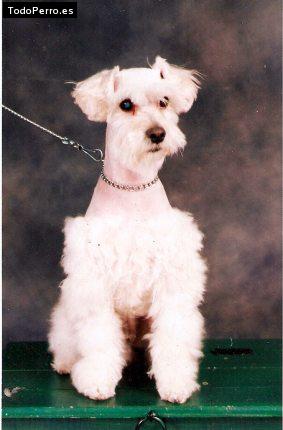 La foto del perro Godzilla Foto del perro Godzilla