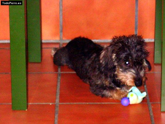 Foto del perro Dada