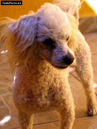 Foto del perro Canito