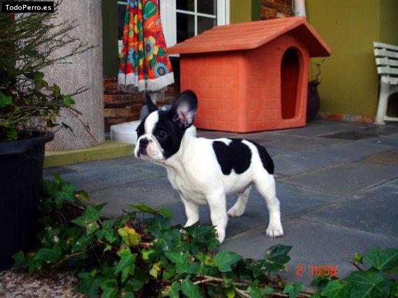 La foto del perro Golfo Foto del perro Golfo