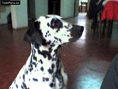 Foto del perro Estrella