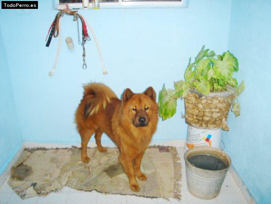 La foto del perro Kenay Foto del perro Kenay