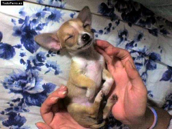 Foto del perro Aysha