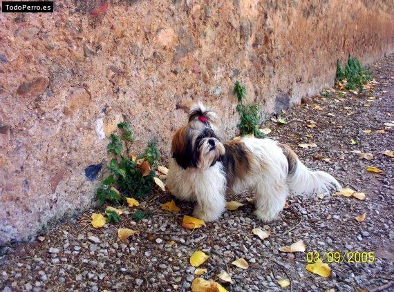Foto del perro Roky