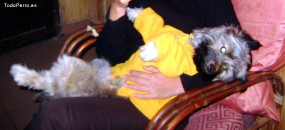La foto del perro