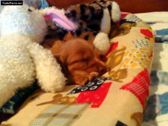 Foto del perro Chester
