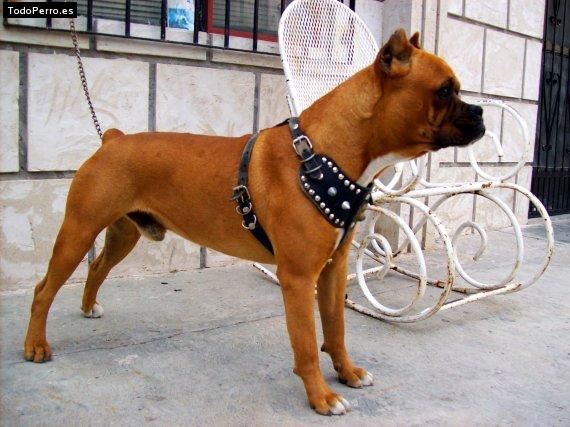 Foto del perro Chucho