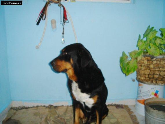 La foto del perro Guccy Foto del perro Guccy