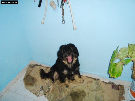 La foto del perro Grenyas Foto del perro Grenyas