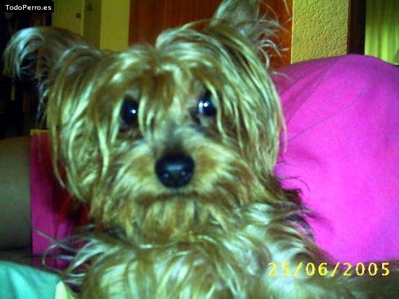 Foto del perro Shosh