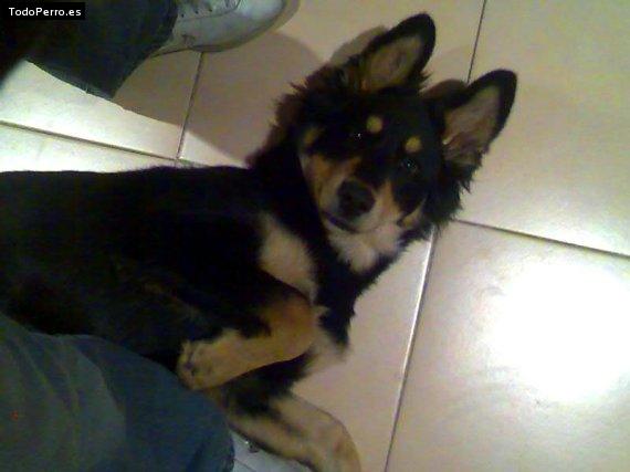 Foto del perro Chairman