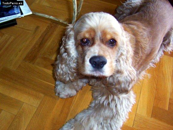 Foto del perro Roko