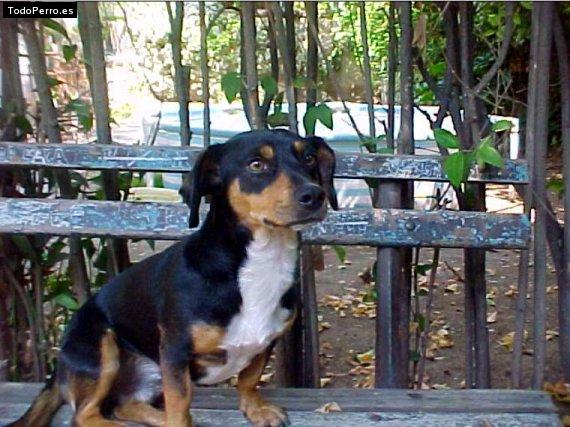 La foto del perro Chumi Foto del perro Chumi