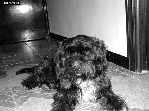 Foto del perro Wuily