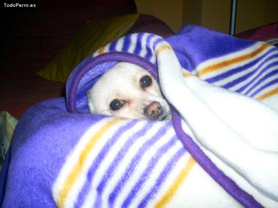 La foto del perro