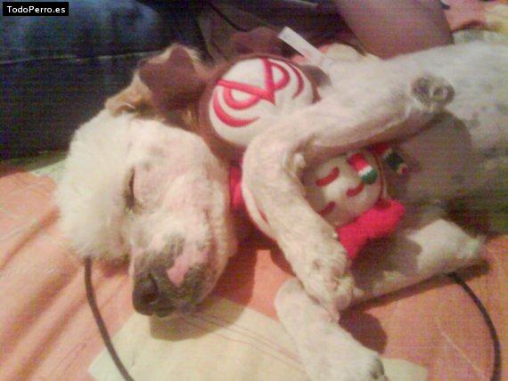 Foto del perro Rokcy