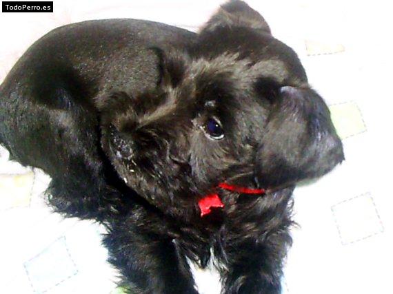 La foto del perro Pucca Foto del perro Pucca