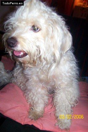 Foto del perro Milady