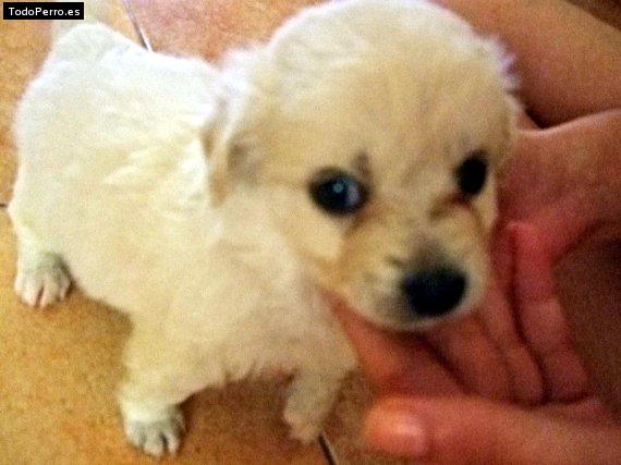 La foto del perro Copito Foto del perro Copito