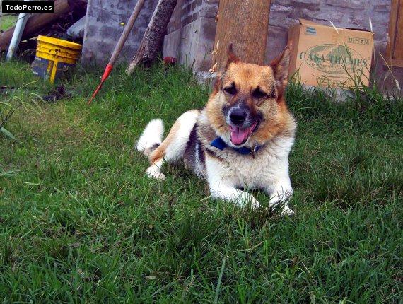 La foto del perro Cirulois Foto del perro Cirulois