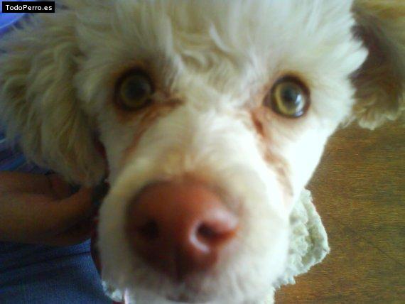 Foto del perro Cloe