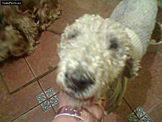 La foto del perro Chino Foto del perro Chino