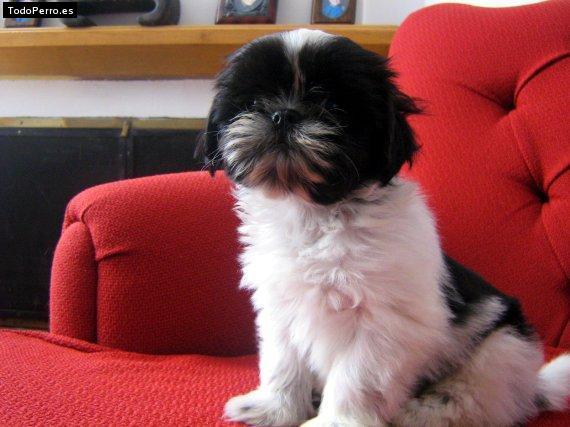 Foto del perro Charlotte
