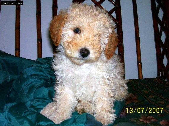 Foto del perro Bruno
