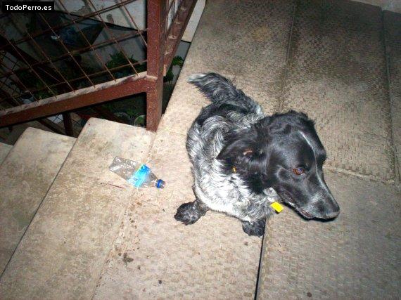 Foto del perro Manchy