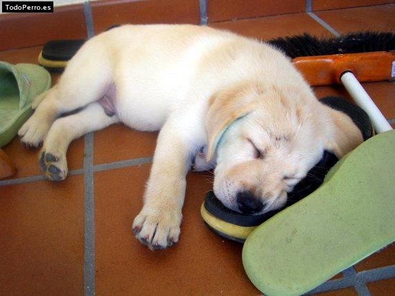 La foto del perro Cholo Foto del perro Cholo