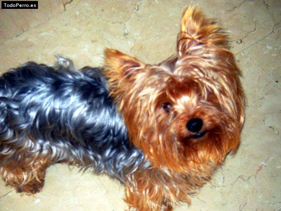 La foto del perro Gody Foto del perro Gody