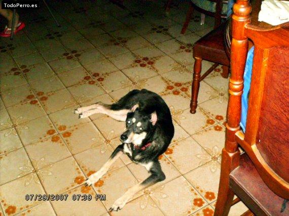 La foto del perro Jessyk Foto del perro Jessyk