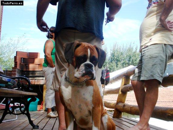 La foto del perro