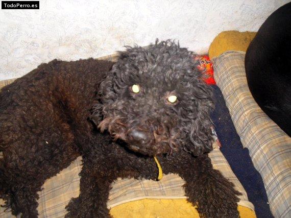 Foto del perro Blacky