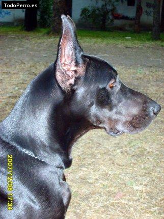 Foto del perro Bona