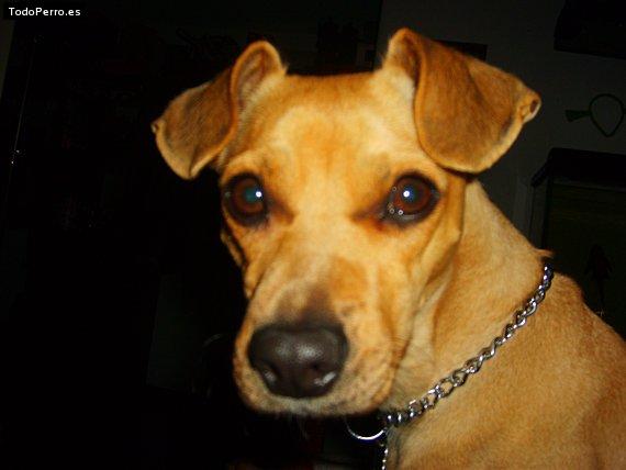 La foto del perro Matilda Foto del perro Matilda