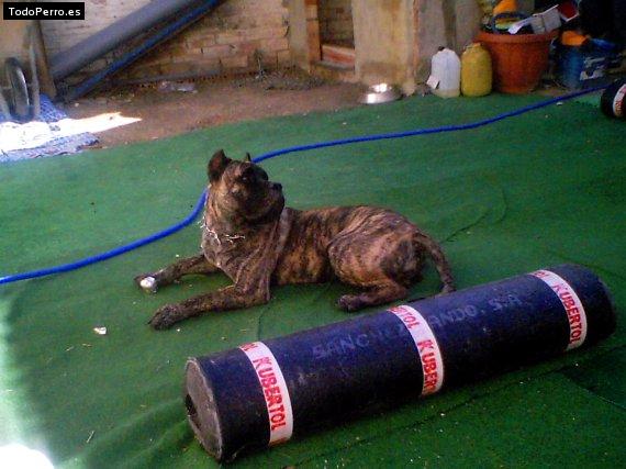 Foto del perro Chuki