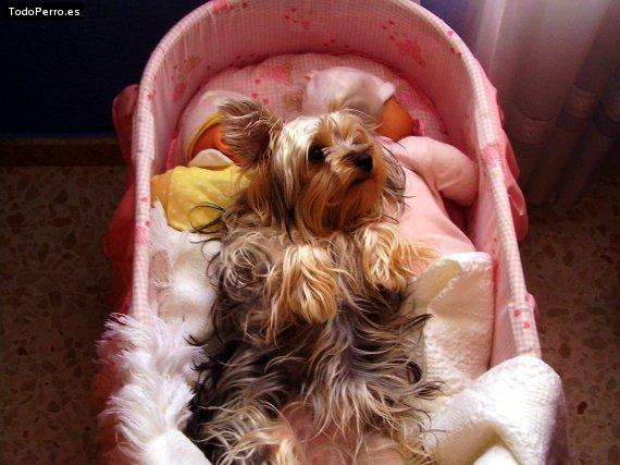 La foto del perro Cindy Foto del perro Cindy