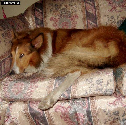 Foto del perro Choperr