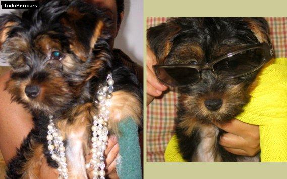 La foto del perro Kissis Foto del perro Kissis