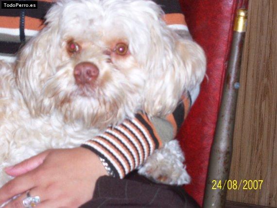 Foto del perro Sparky
