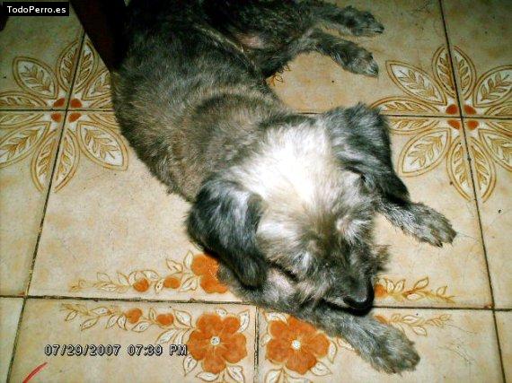 La foto del perro Cusy Foto del perro Cusy