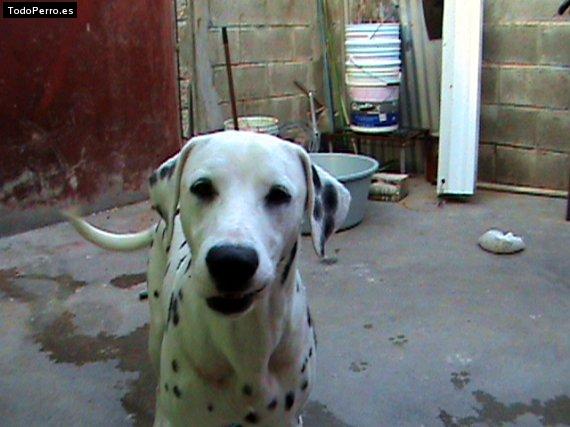 Foto del perro Manchas