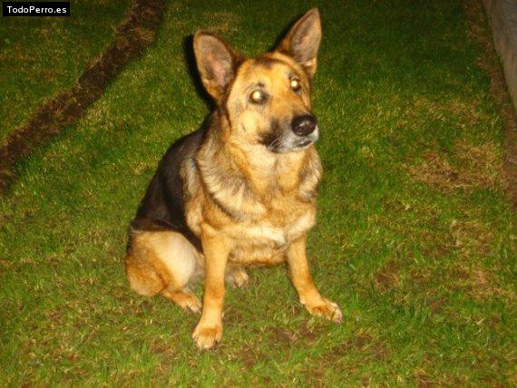 Foto del perro Candy