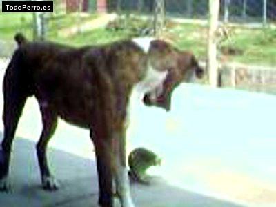 La foto del perro Eyko Foto del perro Eyko