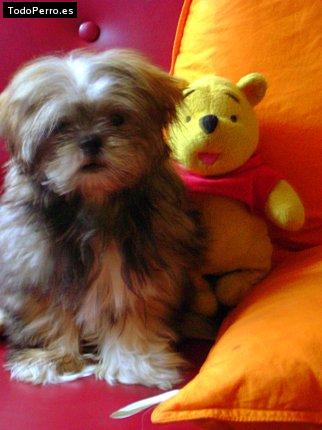 Foto del perro Mota tris