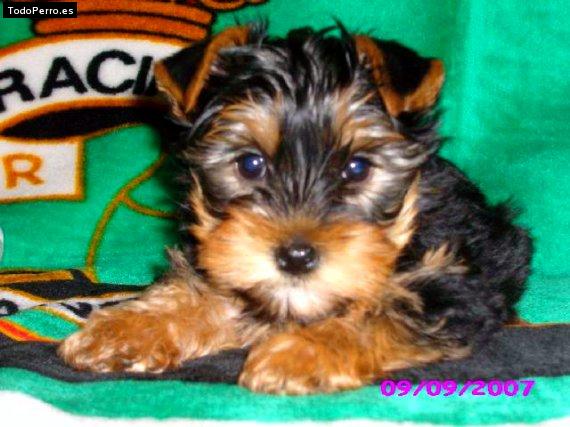 La foto del perro Cocky Foto del perro Cocky