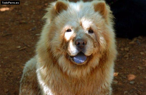 La foto del perro Gordo Foto del perro Gordo