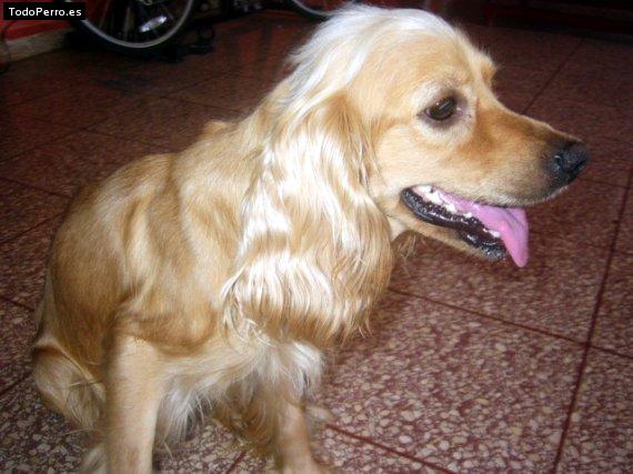Foto del perro Brandy